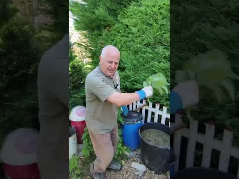 Видео: Засаждане, връзване и култучене на домати – тайните за силни и плодородни растения !