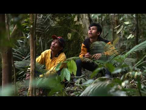 Видео: Борнео: конвой в джунглях | Дороги невозможного