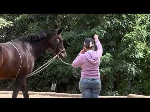 Видео: Создание спокойной и устойчивой лошади на корде
