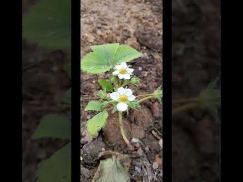 Видео: Талдар гулдеди. Буйырса жемисин жимиз. Алла берекетин берсин