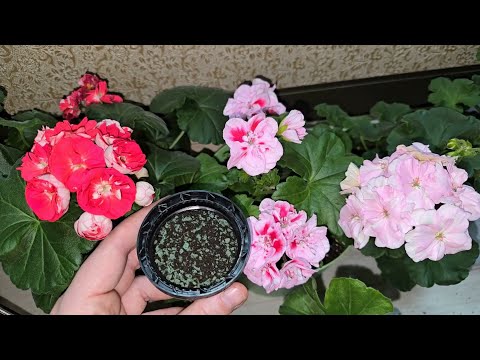 Видео: ГЕРАНЬ ВМИГ РАСПУШИТСЯ и зацветет, если выращивать именно ТАК!