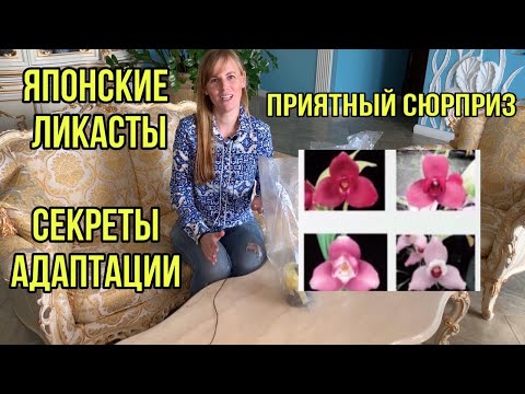 Видео: Орхидеи Японские ликасты. Секреты адаптации