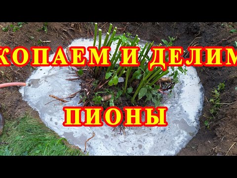 Видео: Пионы.Деление.Размножение
