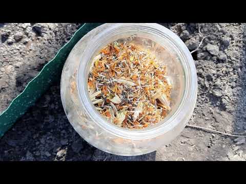 Видео: ПОСЕВ БАРХАТЦЕВ В ОТКРЫТЫЙ ГРУНТ НА ПОСТОЯННОЕ МЕСТО.