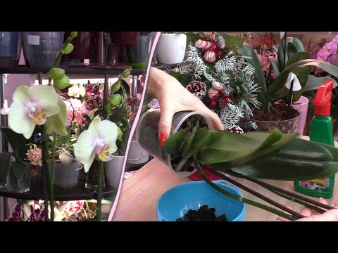 Видео: ОРХИДЕИ. ПРИНЕСЛА НОВУЮ НЕЖНОСТЬ. Очень заглубленная посадка./ Орхидея БАБОЧКА СТАСЯ РАСПУСТИЛАСЬ.