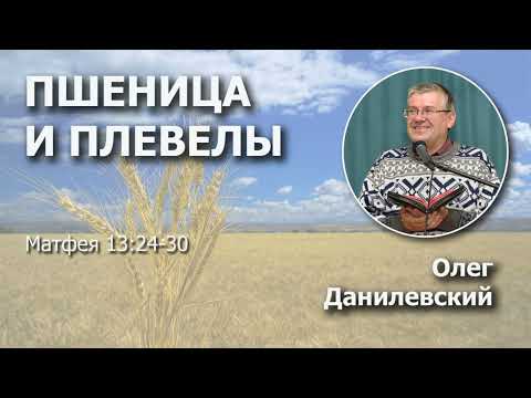Видео: Пшеница и плевелы | Проповедь | Олег Данилевский