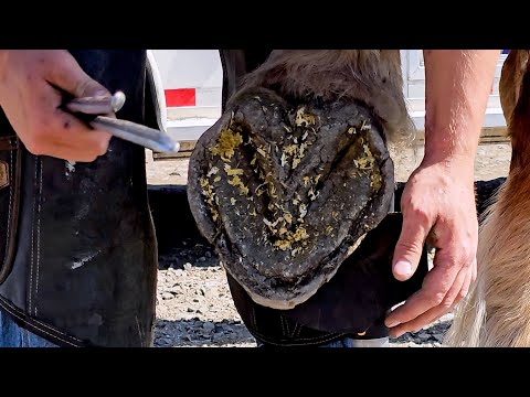 Видео: Самые большие подковы, которые я когда-либо надевал на лошадь! Подковываем огромную тяжеловозную ...