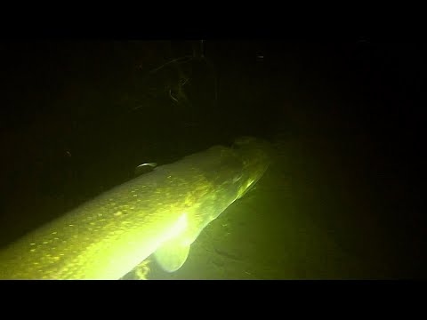 Видео: Секреты успешной подводной охоты: Ловля огромной щуки