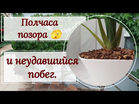 Видео: Полчаса позора 🫣, или неудавшийся побег