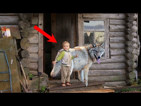 Видео: Старушка АХНУЛА, когда увидела на пороге дома волчицу с РЕБЕНКОМ в зубах...