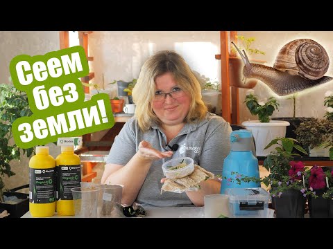Видео: Рассада без земли: как вырастить рассаду на салфетке и в улитке