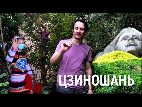Видео: Гора Цзиношань. Производство чая пуэр с древних деревьев. По следам малой народности Цзино