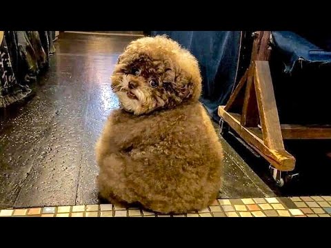 Видео: В сети появился удивительный песик, который с легкостью крадет сердца пользователей