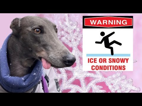 Видео: Очаровательная спасённая борзая впервые видит снег ⛄️