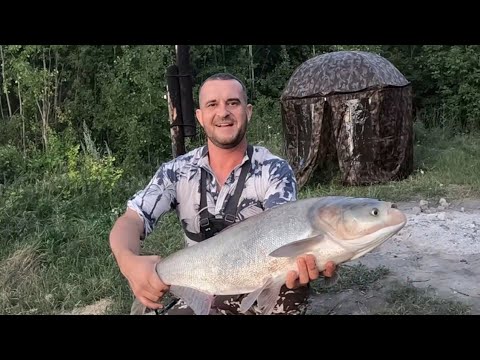 Видео: ВОТ ЭТО ТОРПЕДЫ!!! Шикарная рыбалка на толстолобика с ночевкой  2025