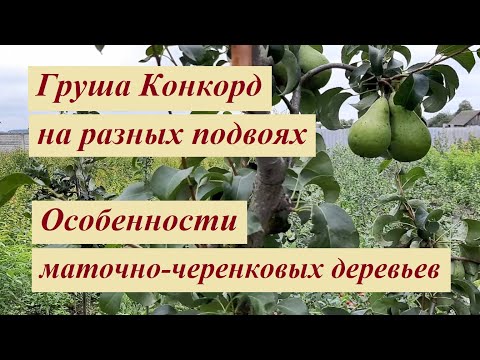 Видео: Груша Конкорд плоды