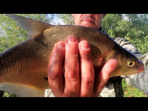 Видео: Хороший ЛЕЩ Р Дубна рыбалка в подмосковье