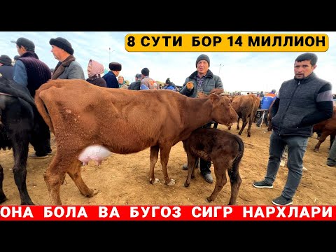 Видео: ХОРАЗМ  БОГОТ  МОЛ  БОЗОРИ 30-ОКТАБРЬ  ОНА  БОЛА  ВА  БУГОЗ  СИГР  НАРХЛАРИ