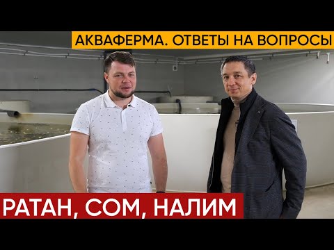 Видео: Акваферма, ответы на вопросы.Ротан, сом, налим.