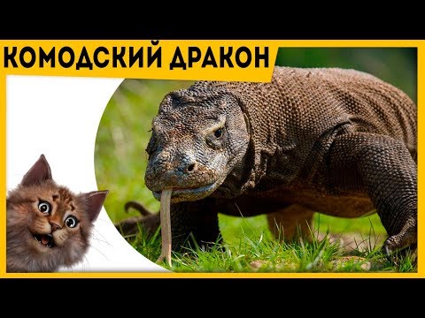 Видео: ЭТОТ МОНСТР ОХОТИТСЯ НА БУЙВОЛОВ Дракон Комодо | Самая большая ящерица на земле Комодский варан