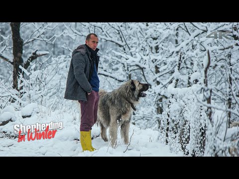 Видео: Пастбище зимой - Часть 2 (Белая борьба) | Документальный ▫️4K▫️