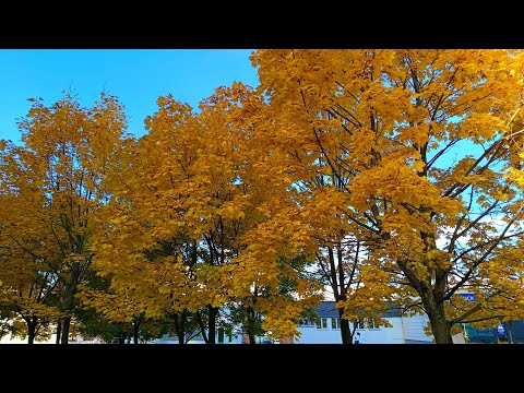 Видео: Утро Минска