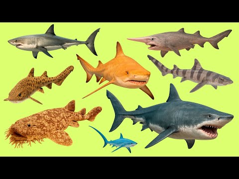 Видео: Can You Say These Sharks in Ukrainian? | Вивчай лексику з озвучкою 🎧