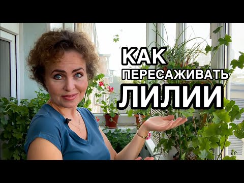 Видео: Как пересадить ЛИЛИИ: тонкости посадки, пошаговая инструкция посадки и пересадки для новичков