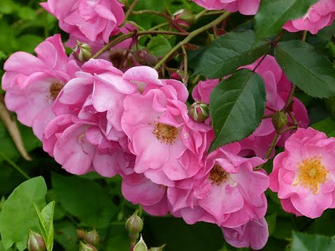 Видео: Розы после 3х подкормок.Через несколько дней 4 подкормка.