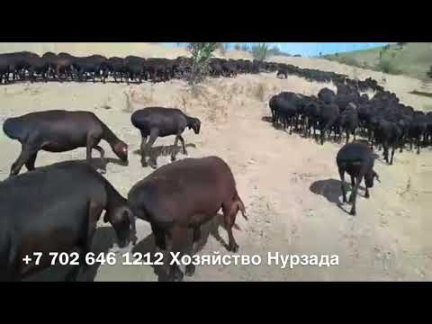 Видео: Хозяйство Нурзада Южный Казахстан Лошади КАРАБАИРЫ и овцы Гиссарской Породы