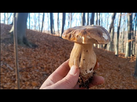 Видео: 05.11.25р. Зранку в Середу із Вами Вирушаєм за Грибами.