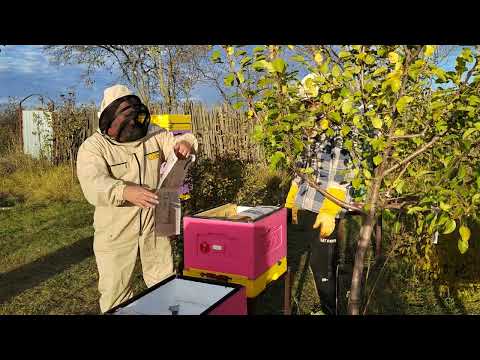 Видео: Впервые пробую метод объединения семей через газету и напрямую.