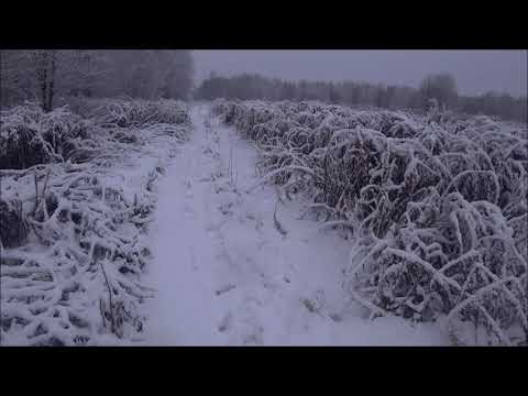 Видео: Охота на зайца с русскими гончими 15.11.24г. По белой тропе. Заполевали.