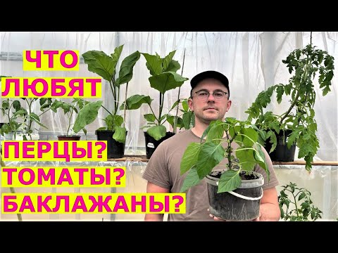 Видео: Что важно при посадке рассады в теплицу?