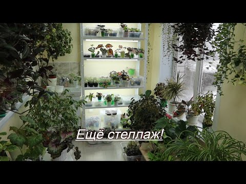 Видео: Изменения в зимнем саду - ещё один стеллаж! Видео - болталка!