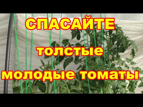 Видео: Признаки жирования и что надо срочно сделать