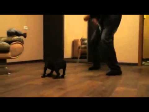 Видео: ЩЕНОК И ИГРЫ