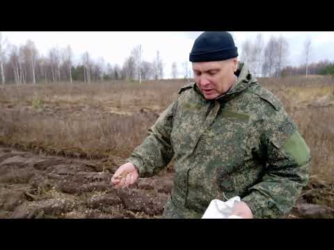 Видео: Высеваем мордовник , лучший меданос .