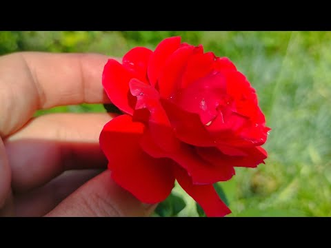 Видео: Август в саду - время для защиты и подготовке роз к зиме. Причины слабого развития роз. Как помочь? 