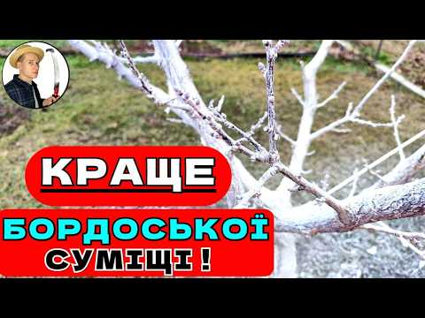 Видео: ТАКЕ ПОРУШЕННЯ МОЖЛИВЕ для Абрикос та Персика: Чим Замінити Бордоську Суміш Без Втрати Ефективності