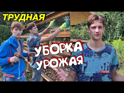 Видео: Трудная уборка урожая
