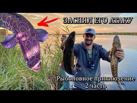 Видео: ЗРЕЛИЩНЫЕ АТАКИ ЗМЕЕГОЛОВА! Подводная съёмка | Рыбалка на озере Балхаш 2023.