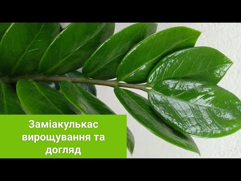 Видео: Заміакулькас - вирощування та догляд. Доларове дерево розмноження.