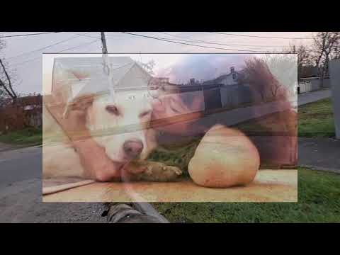 Видео: Жизнь продолжается добрыми новостями🙏👍🐈
