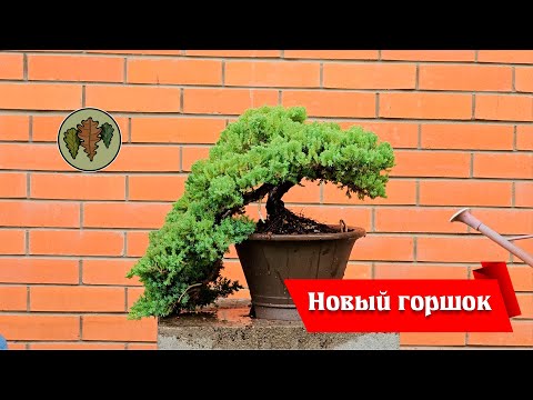 Видео: Новый горшок для можжевельника @Studio.Bonsai