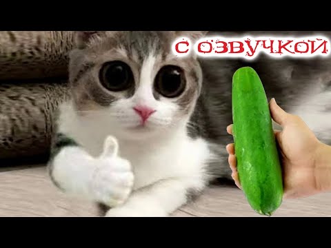 Видео: Приколы с котами! Смешные коты - С ОЗВУЧКОЙ! Самые смешные животные!