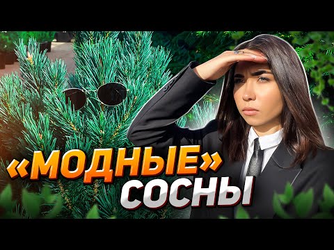 Видео: 4 САМЫХ необычных и красивых СОСНЫ