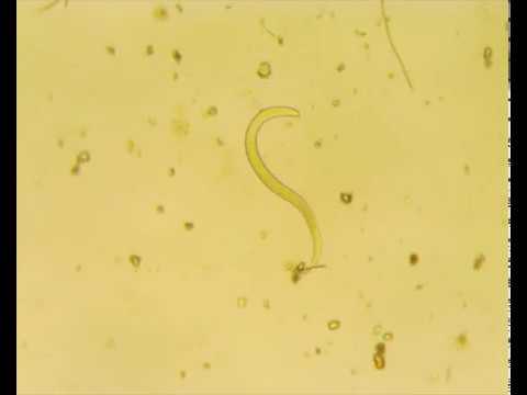 Видео: Если у вас есть микроскоп. (Часть 2)