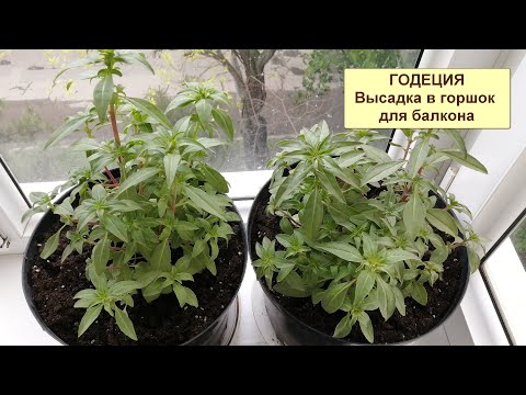 Видео: Годеция. ч.9. Высадка в горшок для балкона. Корни и стебли взрослого растения.