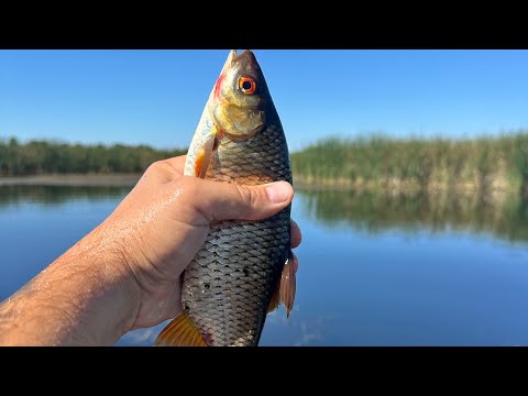Видео: Я Таких краснопірок не ловив ніде, Кожна рибина трофейна.